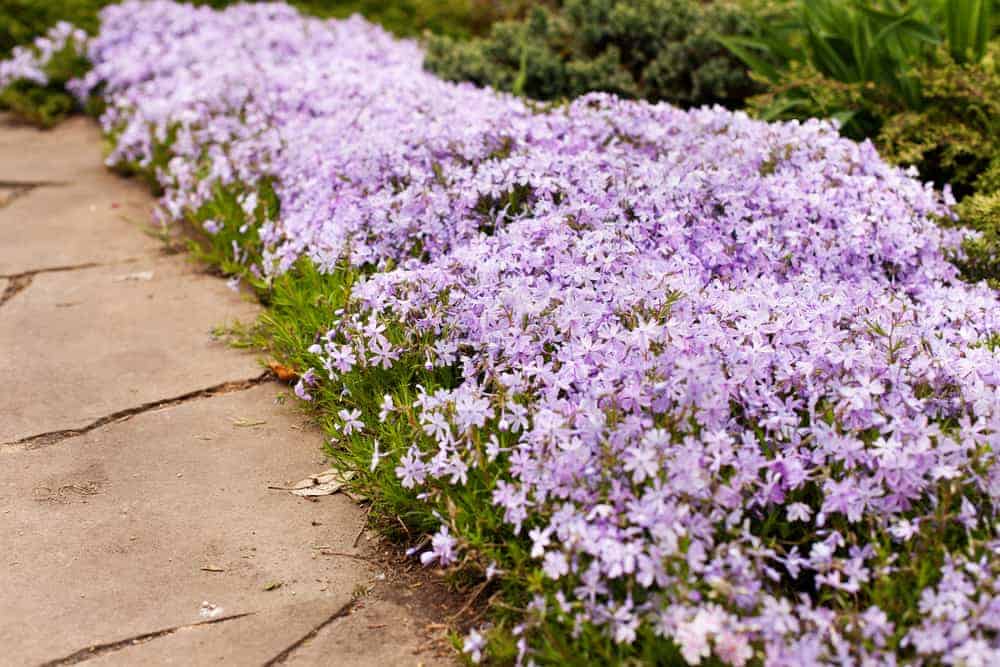 How To Plant Creeping Phlox Complete Growing Care Tips