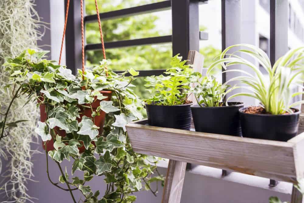 21 Air Purifying Plants for Removing Indoor Toxins