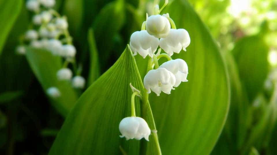 Top 10 Deadly Poisonous Plants You Should Avoid in Garden
