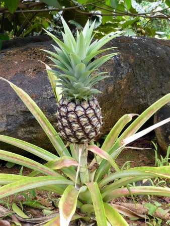 growing pineapple from kitchen scraps