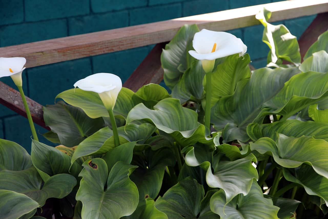How to Plant Calla Lily Outdoor? (Complete Growing & Care Tips)