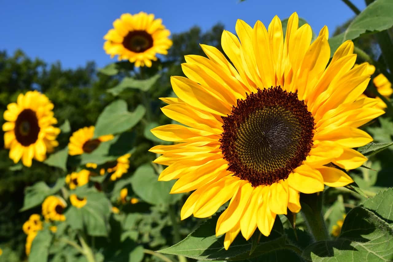How to Grow Sunflowers? (Complete Growing & Care Tips)