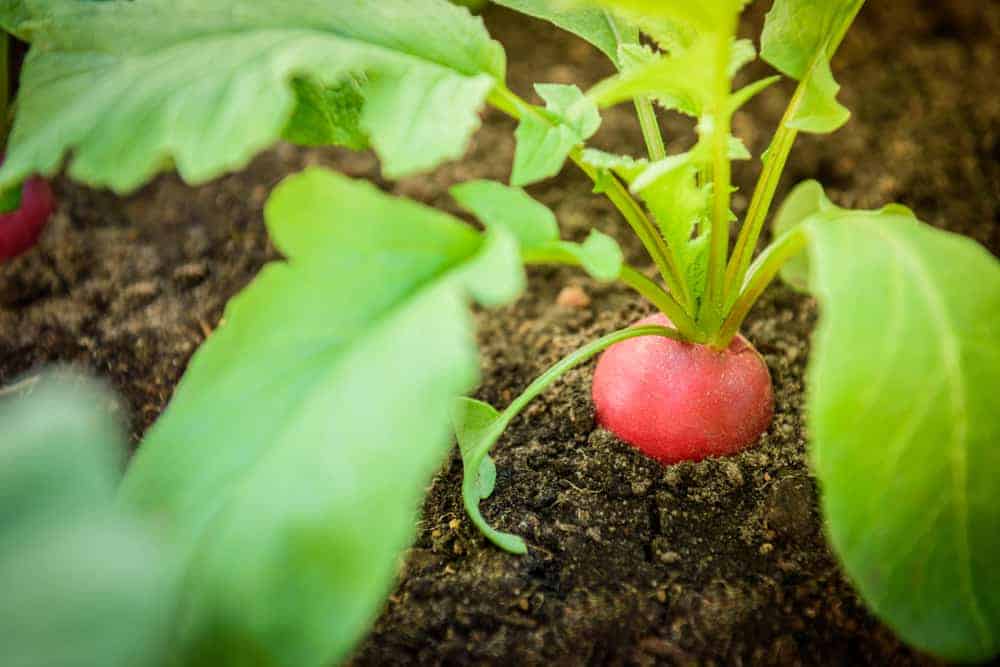 How to Plant Radishes? (Complete Growing Guides)