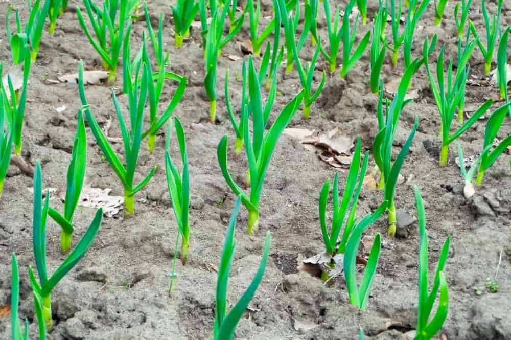How to Plant Garlic? (Complete Growing Guides)