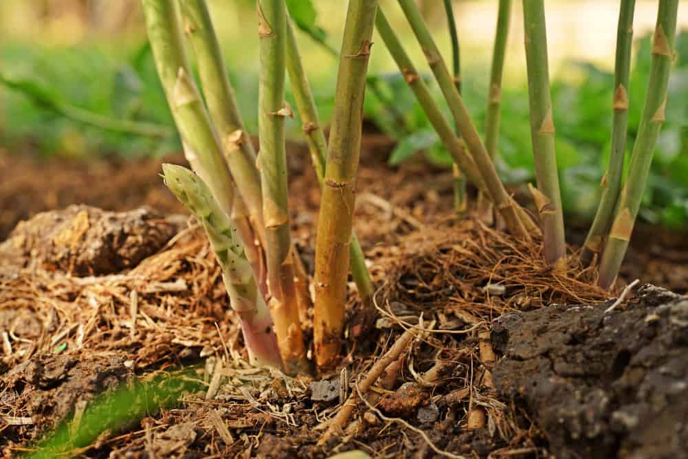 Asparagus Fusarium rot