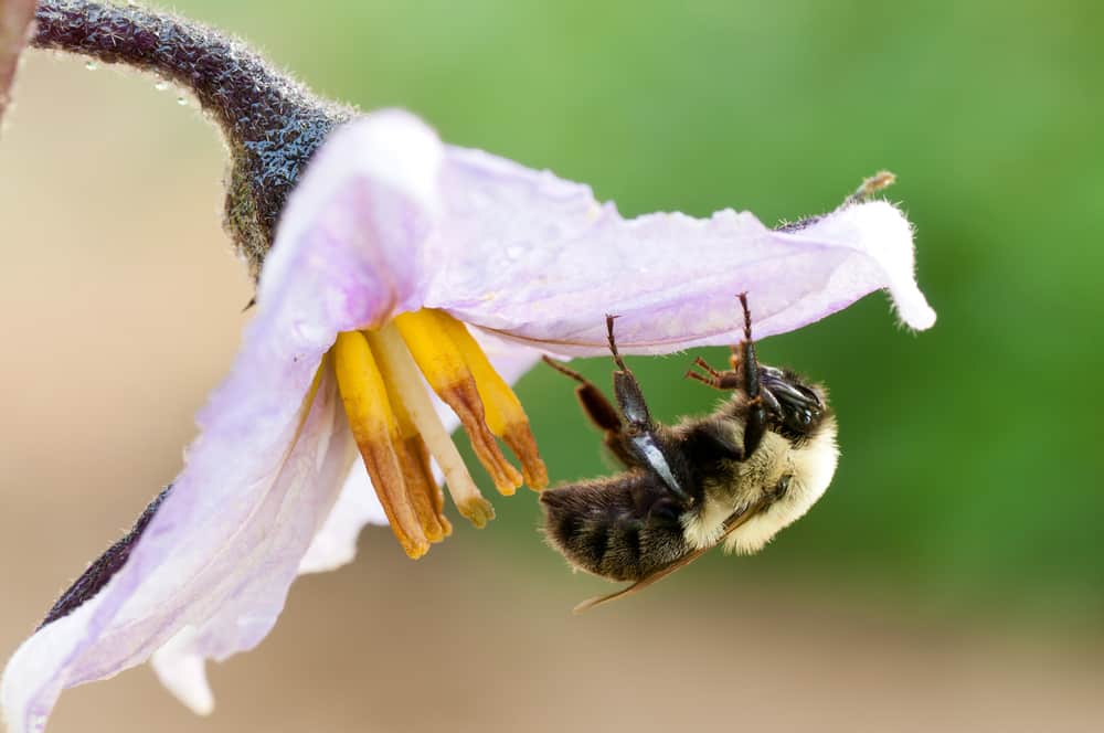 Attract native pollinators 1