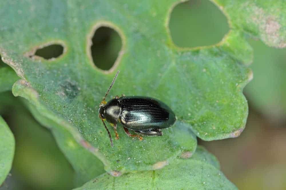 Broccoli Flea Beetles
