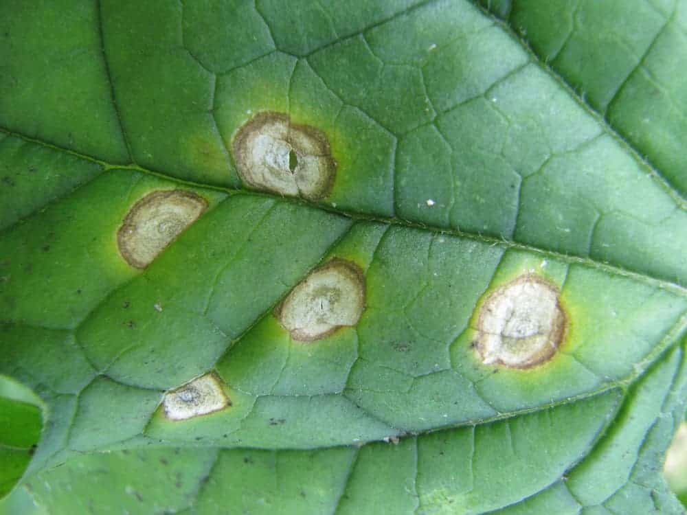 Cercospora leaf spot