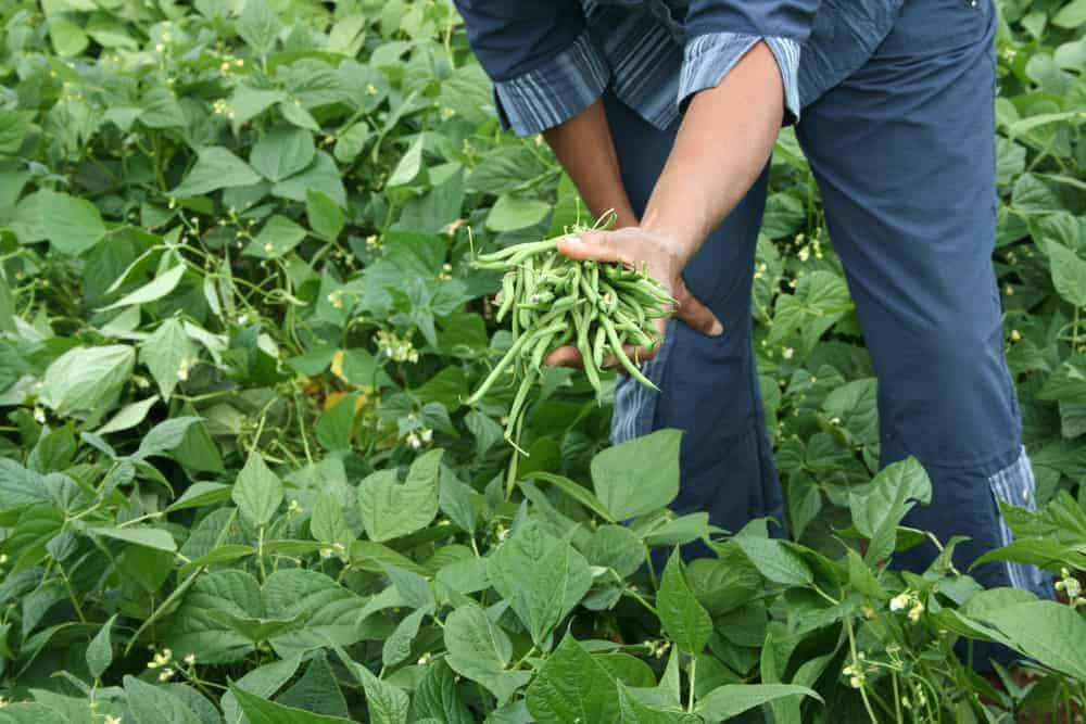 Green Beans Harvesting