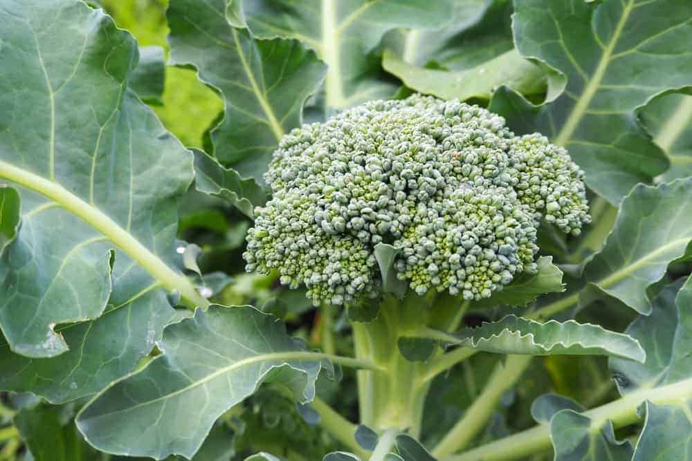 How to Plant Broccoli? (Complete Growing Guides)