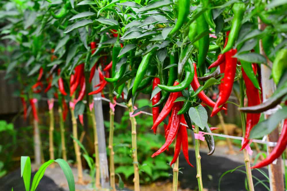 How to Plant Chili Pepper? (Complete Growing Guides)