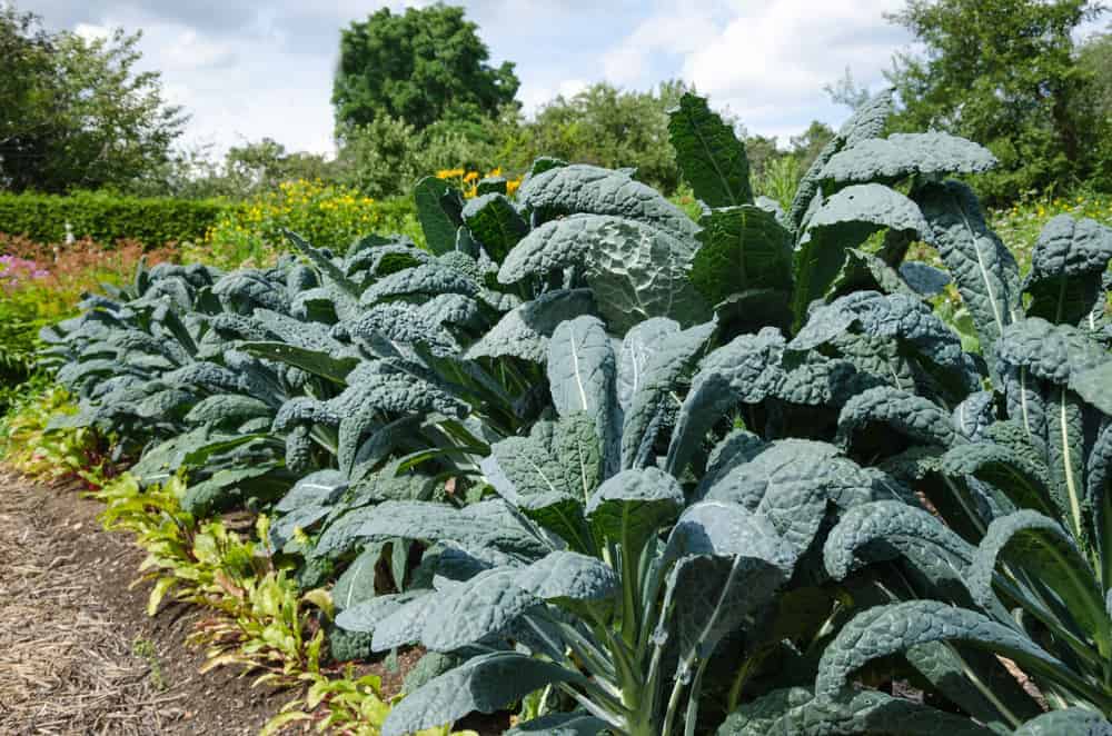 Growing Kale An Incredible Source of Carotenoids