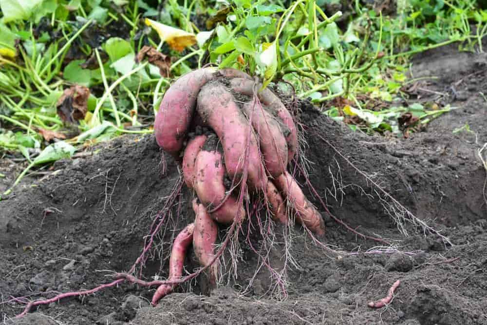 How to Plant Sweet Potatoes? (Complete Growing Guides)