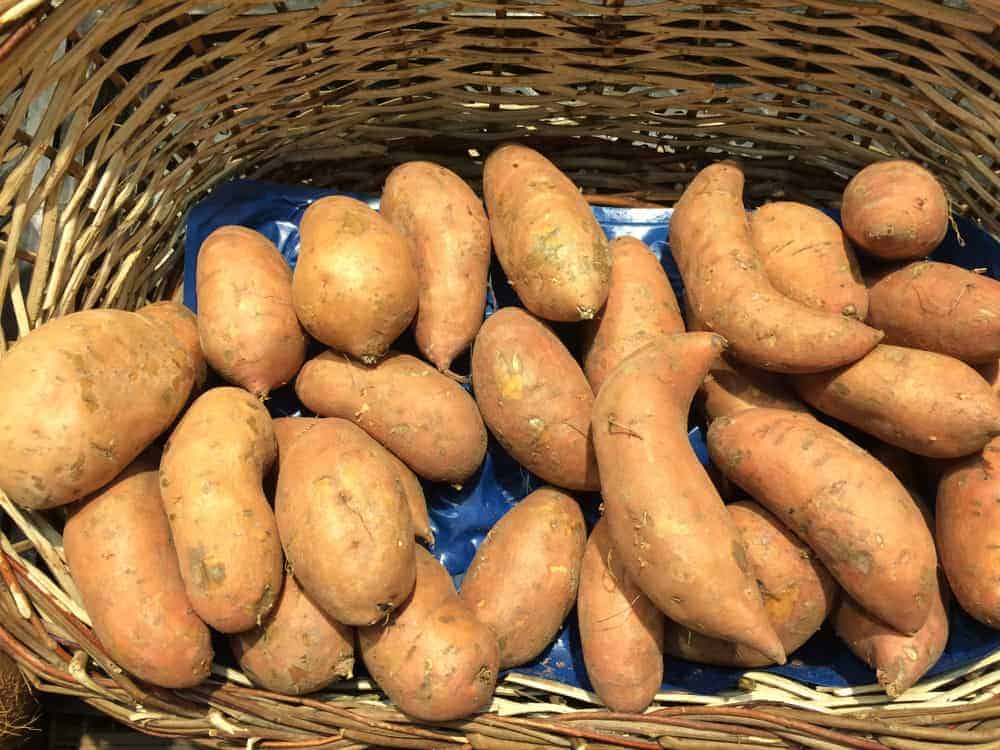 How To Store Sweet Potatoes