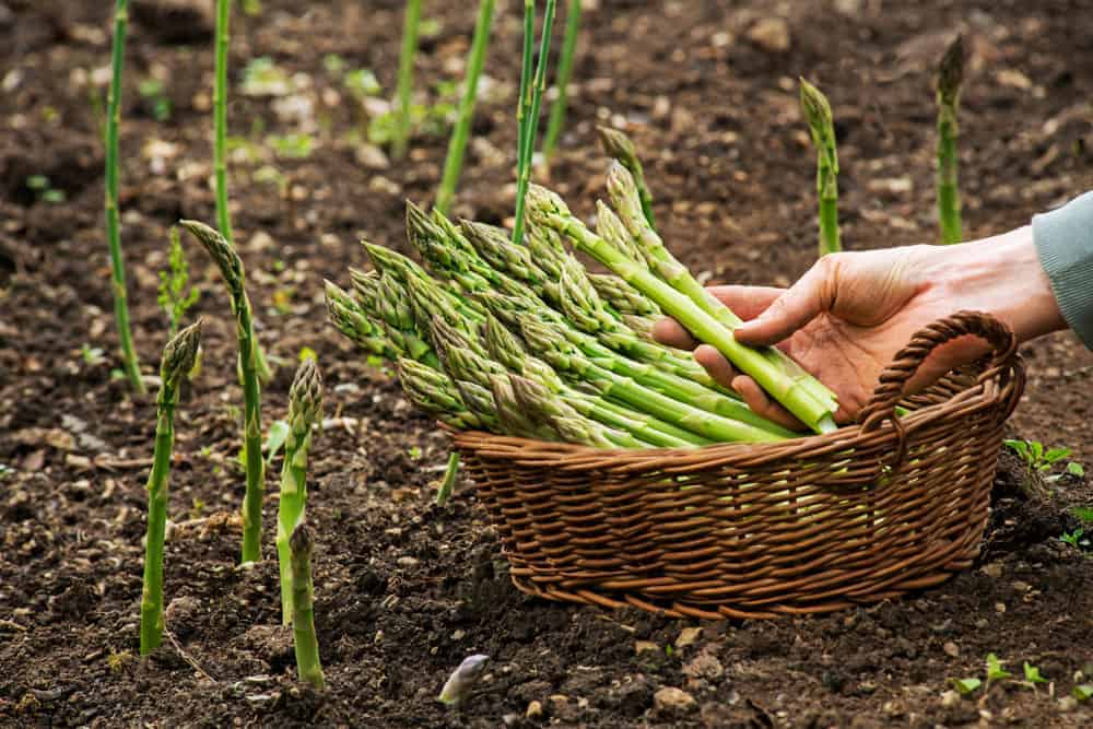 How to Plant Asparagus? (Complete Growing Guides)