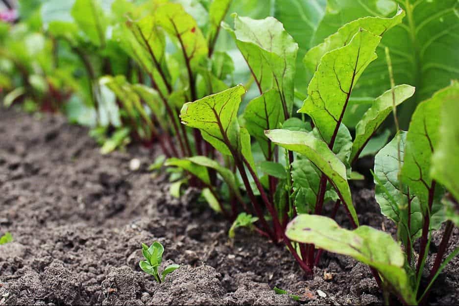 How to Plant Beets? (Complete Growing Guides)