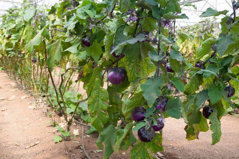 How to Plant Eggplants? (Complete Growing Guides)