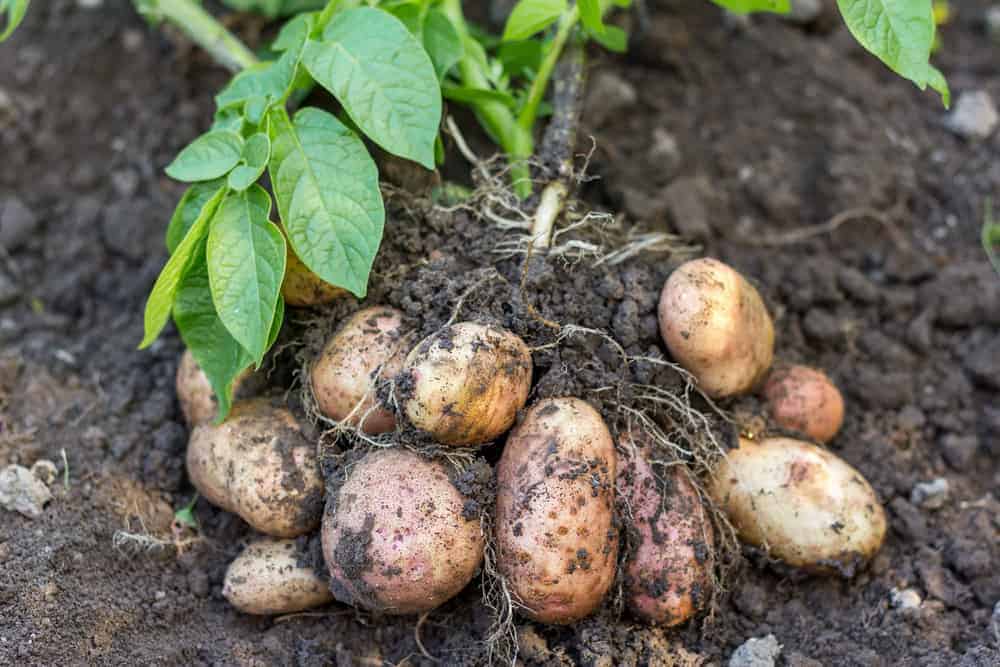 How to Plant Potatoes? (Complete Growing Guides)