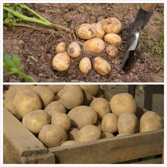 How to Harvest and Storage Potatoes