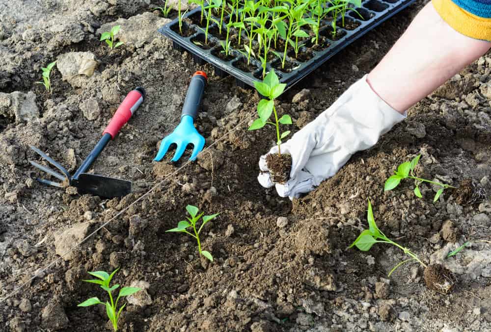 How to Plant Chili Peppers