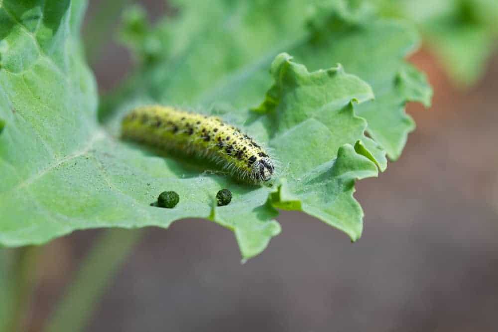 Kale Caterpillars