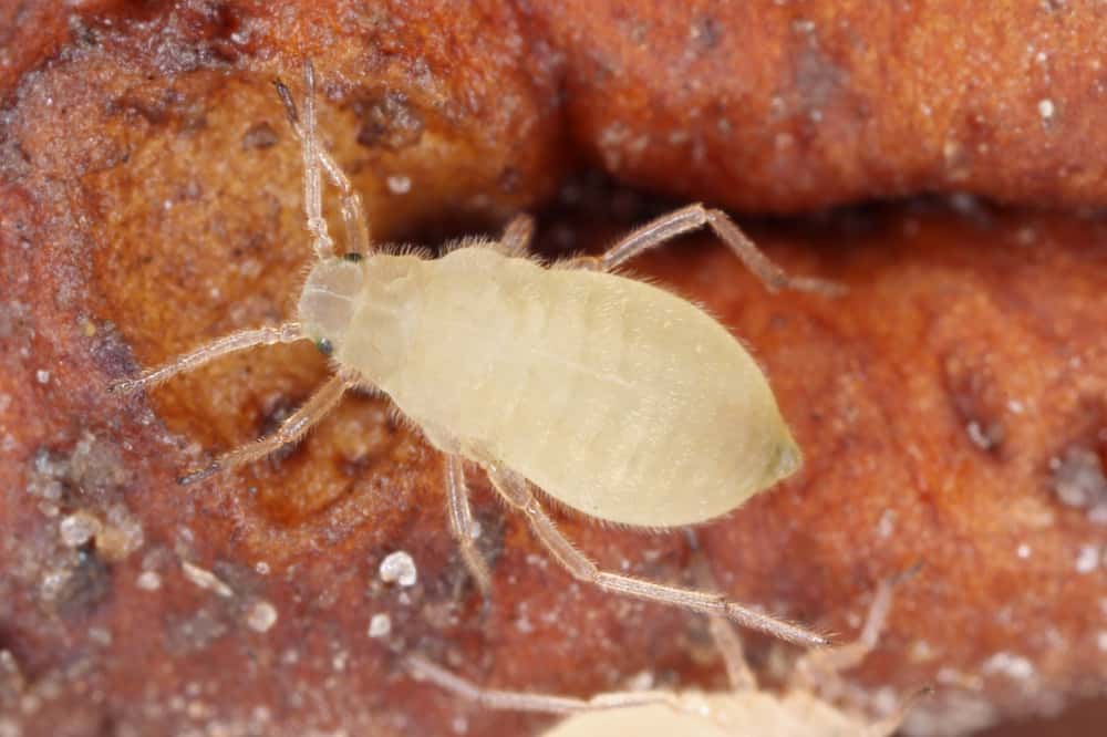 Lettuce Root Aphid