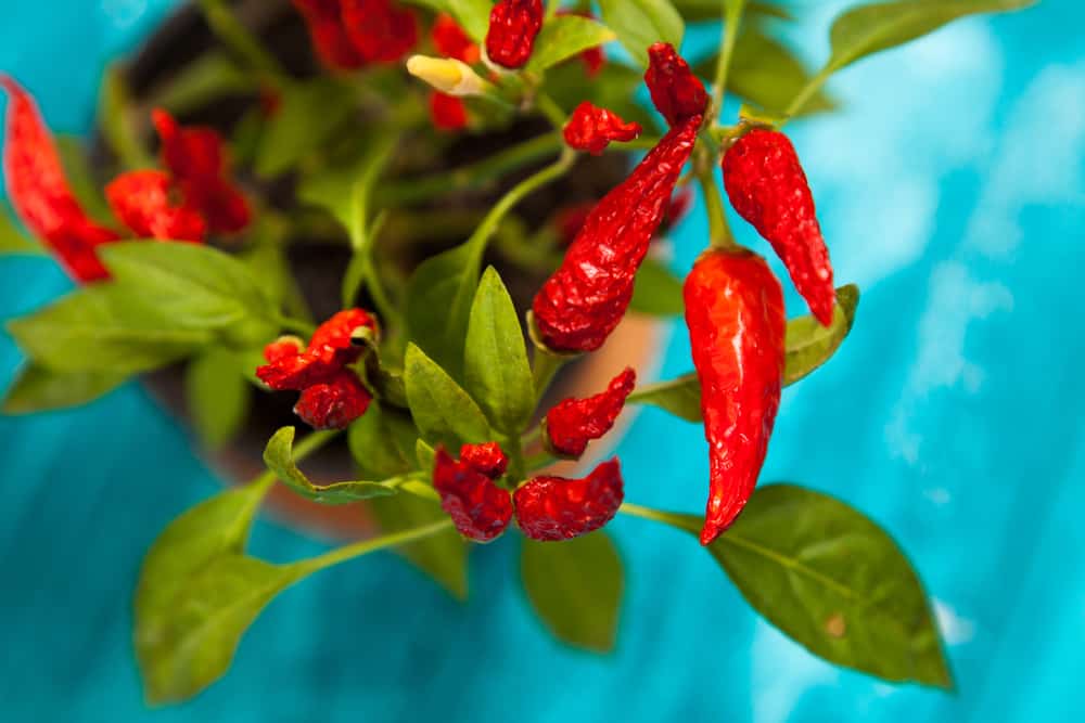 Overwintering Hot Pepper Plants