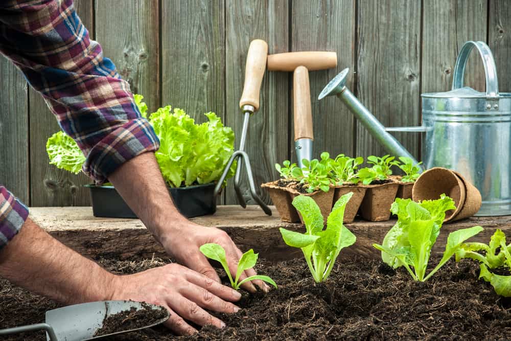 Planting Lettuce In Your Garden