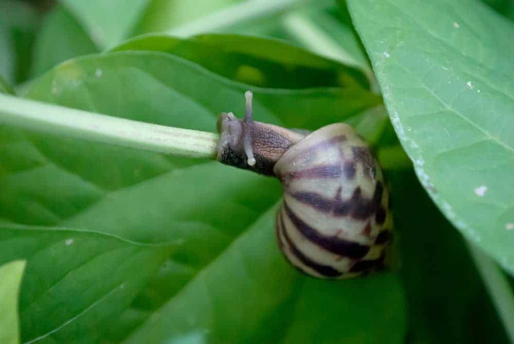 Slugs And Snails