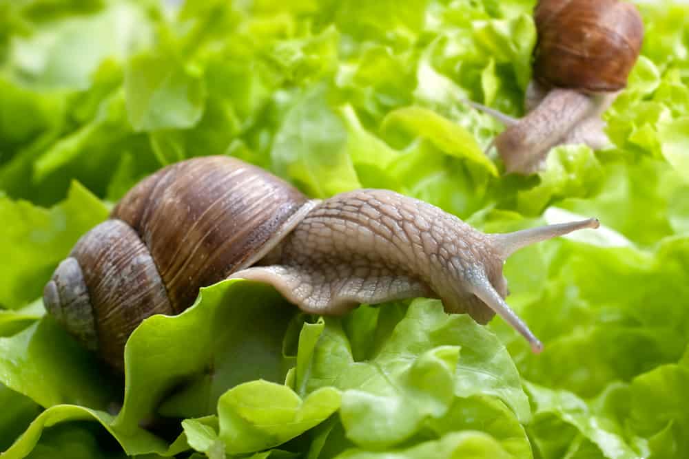 Slugs and snails