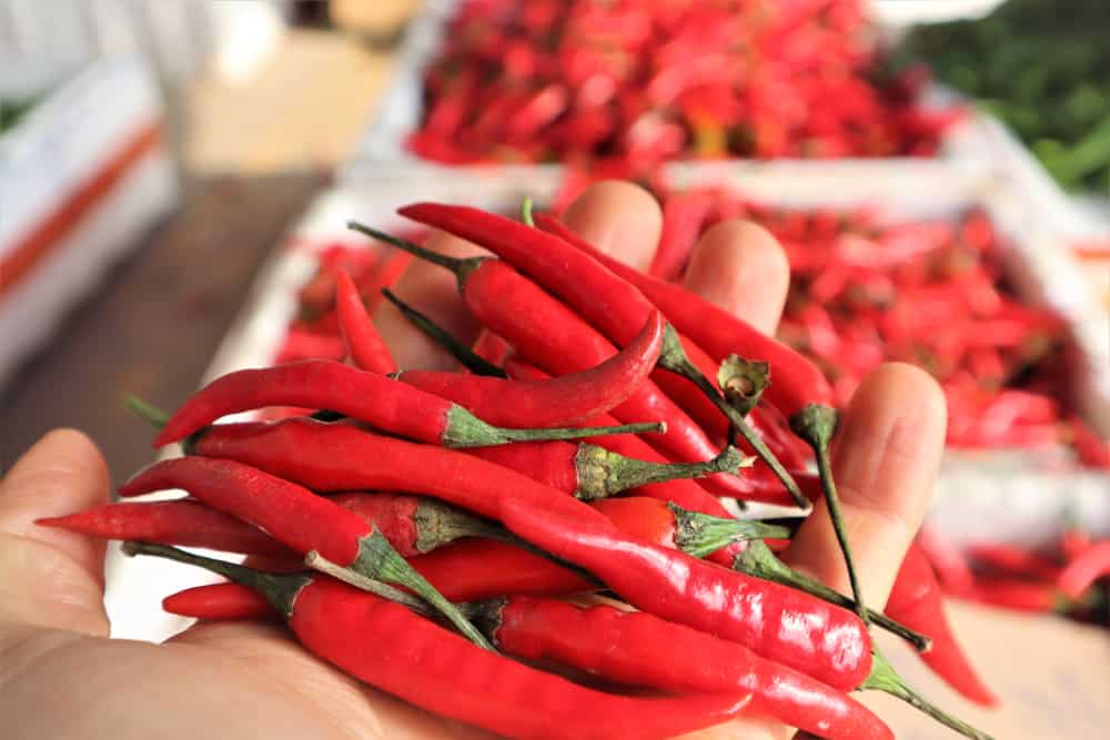 What Makes Chili Peppers Spicy