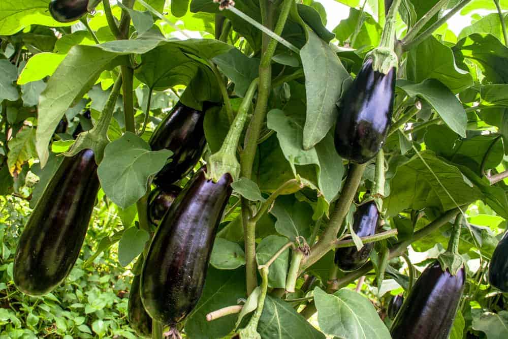 What You Should Know About Eggplants