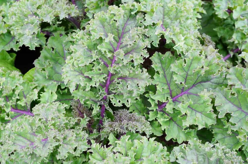 Winter red kale