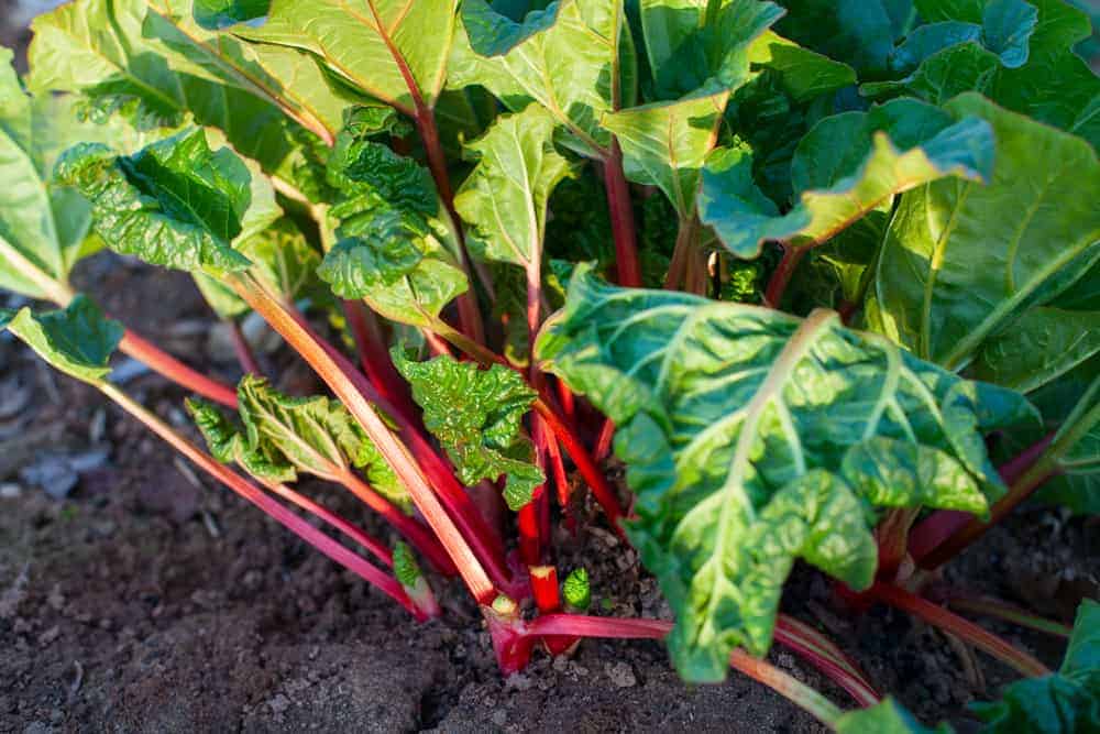 Benefits of Rhubarb