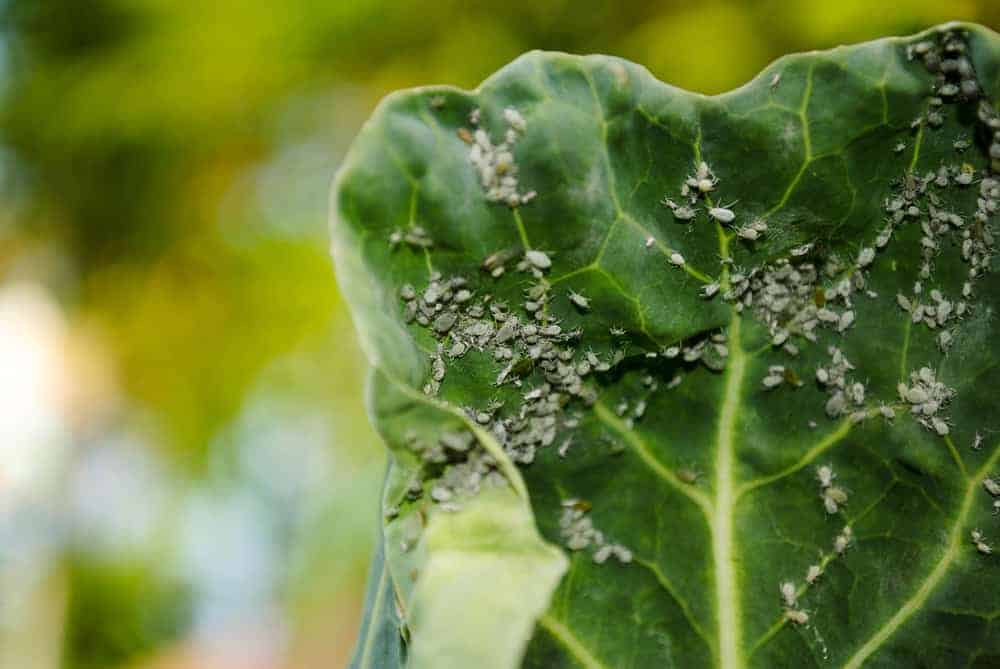 Brussels Sprouts Aphids