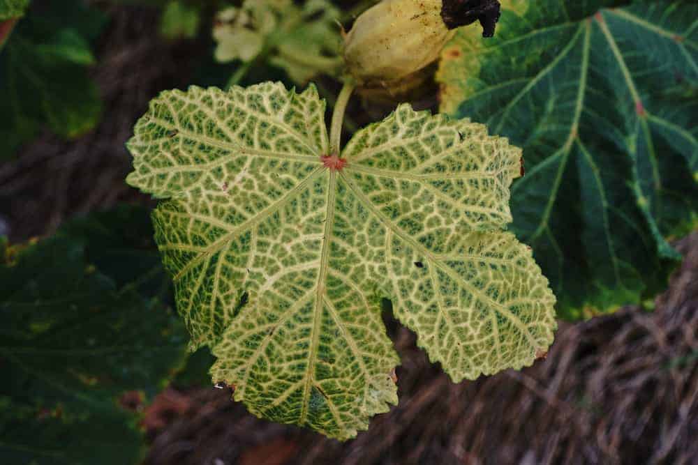 Enation leaf curl disease