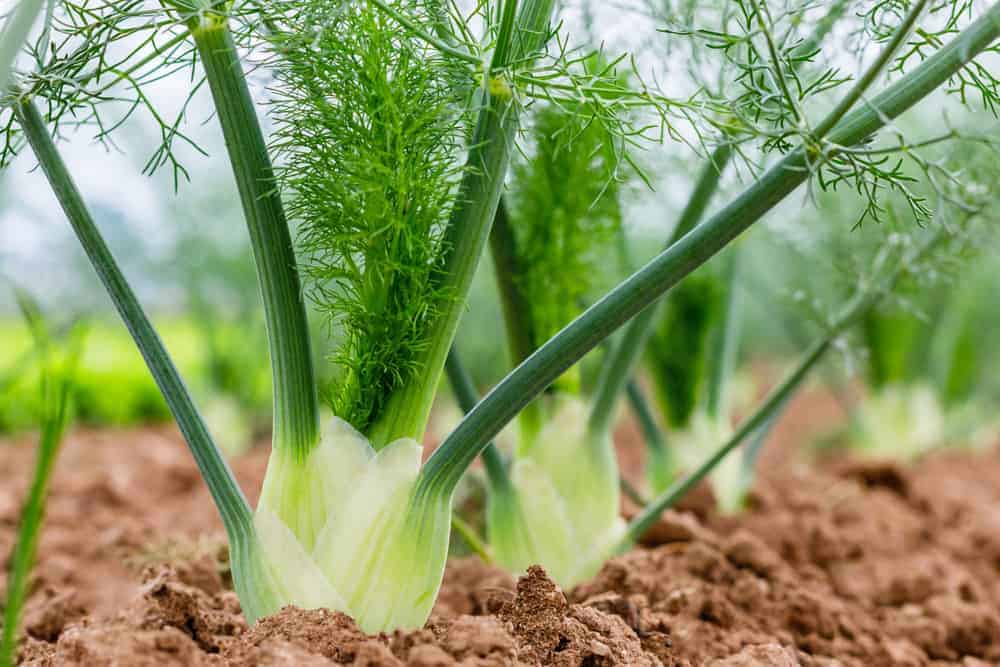 How to Plant Fennel? (Complete Growing Guides)