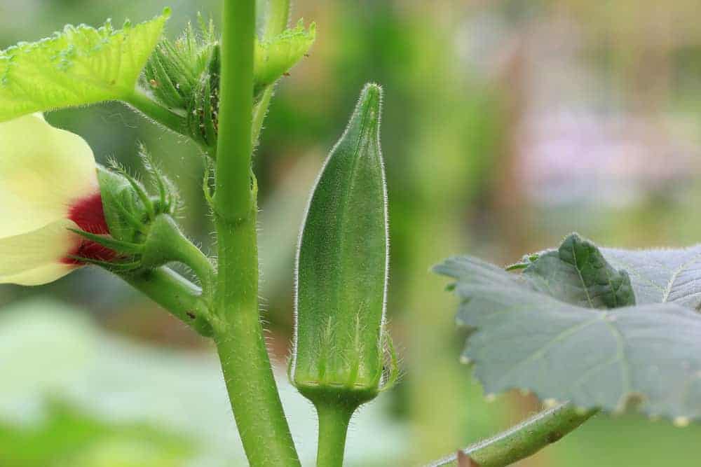 How to Plant Okra? (Complete Growing Guides)