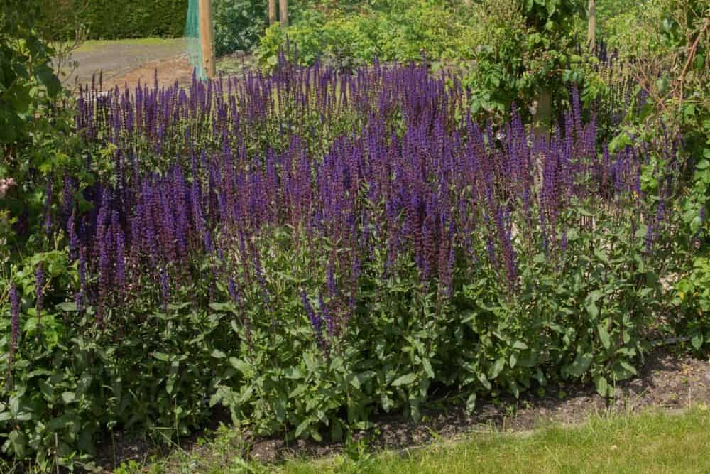 How to Plant Salvias? (Complete Growing & Care Tips)