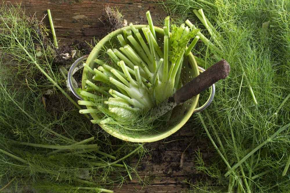 How To Harvest Fennel Plant