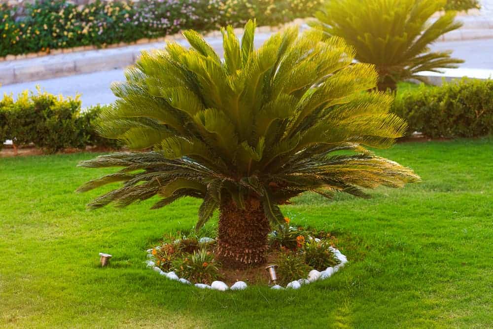 How to Plant Sago Palm Tree? (Complete Growing & Care Tips)
