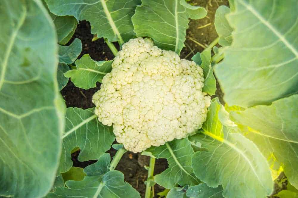 How to Grow Cauliflower in Your Garden