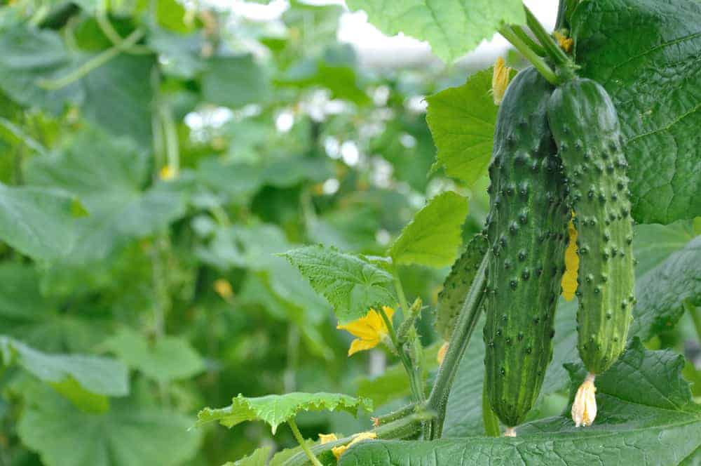 How to Plant Cucumbers? (Complete Growing Guides)