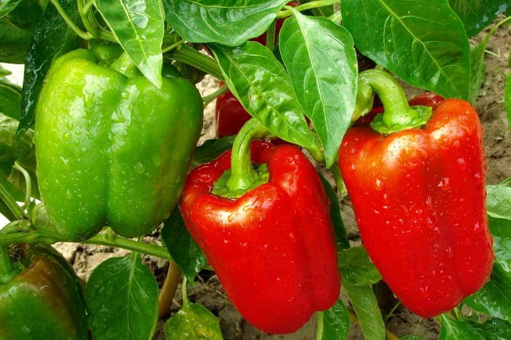 How to Plant Bell Pepper? (Complete Growing Guides)