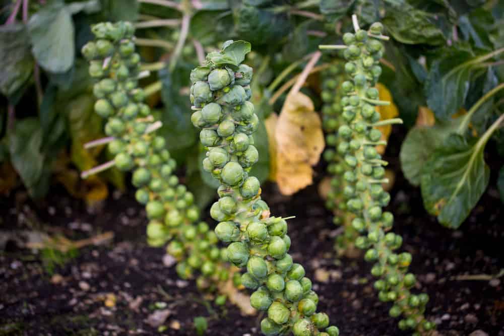 How to Grow, Harvest, and Store Brussels Sprouts