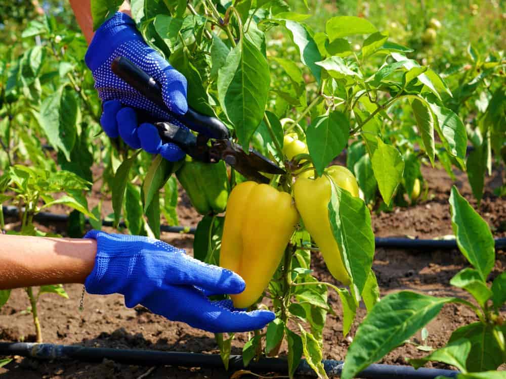How to Harvest Bell Peppers
