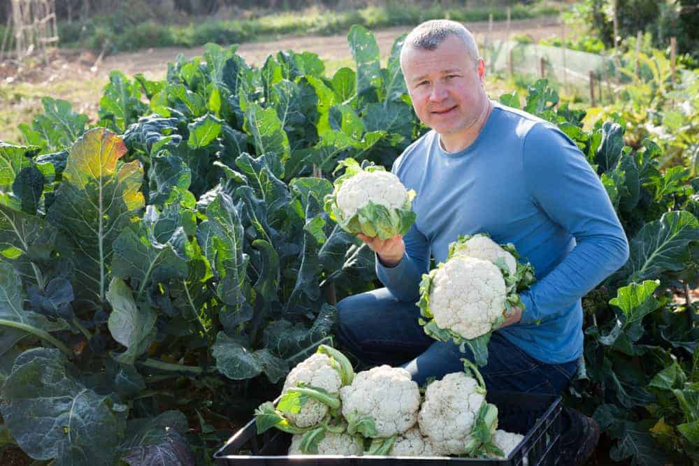 How to Harvest Cauliflower