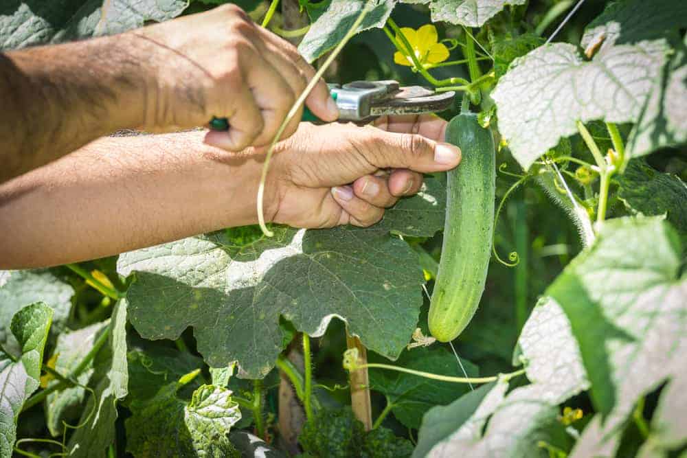 How to Harvest Cucumbers