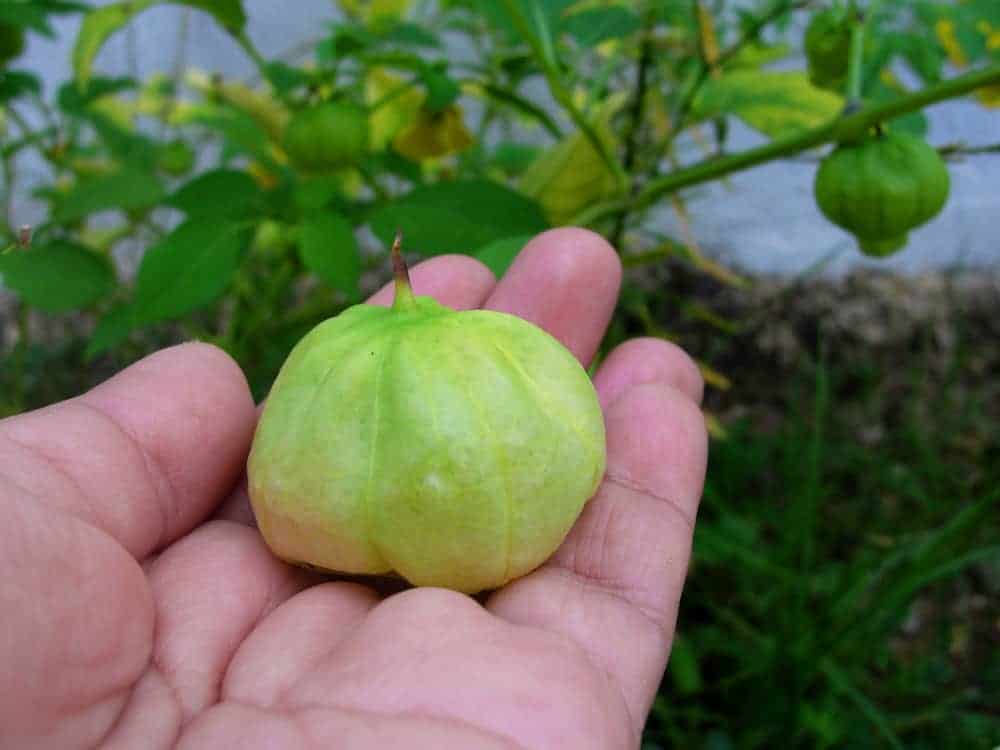 How to Harvest Tomatillos