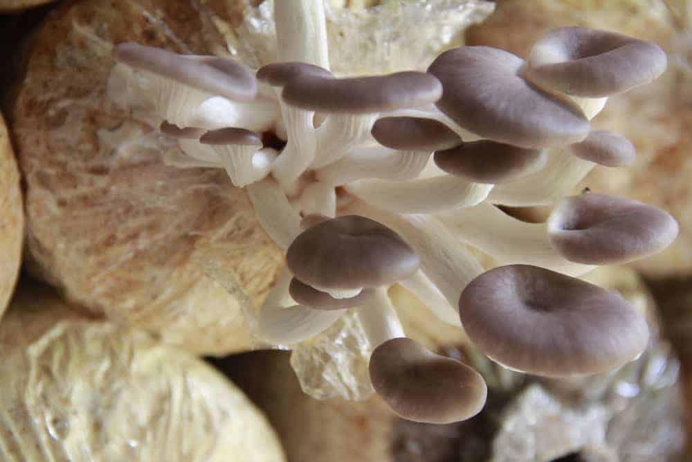 How to Plant, Grow and Store Mushrooms